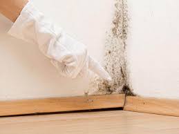 Best Basement Mold Removal  in Youngsville, NC